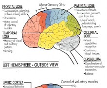 Illustrations of the Brain | Felix Song, M.D. // Interventional ...