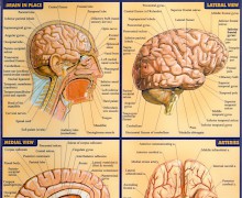 Anatomy of the brain